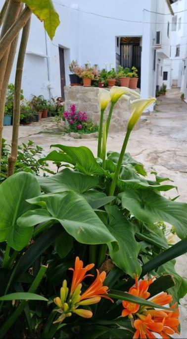 贝赫尔-德拉弗龙特拉Casa Francisca En El Casco Antiguo别墅 外观 照片